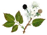 Illustration of Bramble (Rubus fruticosus) (#1616)