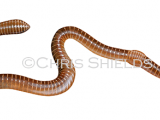 Illustration of Brandling worm (Eisenia fetida) (#2661)