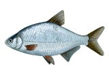 Illustration of Bream (silver) Blicca bjoerkna (#2713)