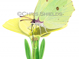 Illustration of Brimstone Butterfly (Gonepteryx rhamni) (#2600)