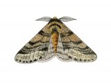 Illustration of Brindled Beauty (Lycia hirtaria) (#3407)