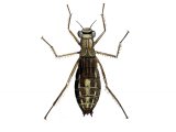 Illustration of Dragonfly (Broad-bodied Chaser Nymph) Libellula depressa (#1270)