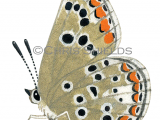 Illustration of Brown Argus (female) Aricia agestis (#2158)