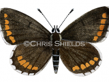 Illustration of Brown Argus male (Aricia agestis) (#2157)