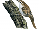 Illustration of Brown Creeper (Certhia americana) (#4674)