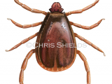 Illustration of Brown Dog Tick (Rhipicephalus sanguineus) Male (#4571)