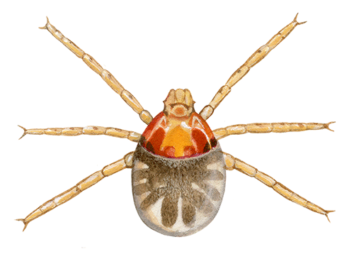 Illustration of Brown Dog Tick (Rhipicephalus sanguineus) larvae (#4570)