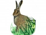 Illustration of Brown Hare (Lepus europaeus) (#0252)