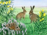 Illustration of Brown Hare (Lepus europaeus) (#0231)