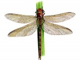 Illustration of Dragonfly (Brown Hawker) Aeshna grandis (#1271)