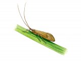 Illustration of Brown Sedge (Anabolia nervosa) (#2565)