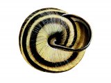Illustration of Snail (Brown-lipped) Cepaea nemoralis (#2342)