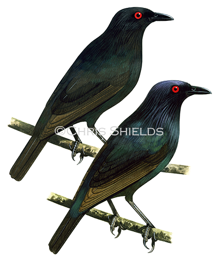 Illustration of Brown-winged Starling (Aplonis grandis) top - immature. bottom - adult (#1057)