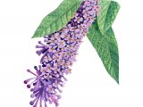 Illustration of Butterfly Bush (Buddleia davidii) (#2025)