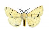 Illustration of Buff Ermine (Spilosoma lutea) (#1737)