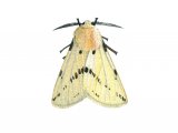 Illustration of Buff Ermine (Spilosoma lutea) (#1738)