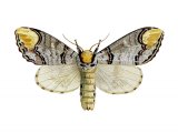 Illustration of Buff Tip (Phalera bucephala) (#2472)
