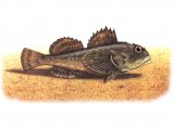 Illustration of Bull Rout (Myoxocephalus scorpius (#1052)