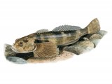 Illustration of Bullhead (Cottus gobio) (#2705)