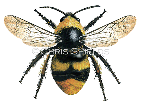 Illustration of Bumblebee (Early) Bombus pratorum (male) (#2541)