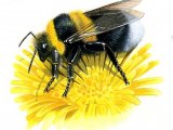 Illustration of Bumblebee (Garden) Bombus hortorum (#0383)