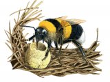 Illustration of Bumblebee (Garden) Bombus hortorum (#2549)