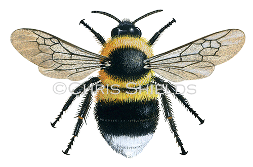 Illustration of Bumblebee (Garden) Bombus hortorum (#0379)