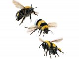Illustration of Bumblebee (Garden) Bombus hortorum (#2602)