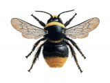 Illustration of Bumblebee (Red-tailed) Bombus lapidarius (male) (#2542)