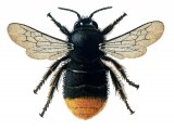 Illustration of Bumblebee (Red-tailed) Bombus lapidarius (queen) (#0375)
