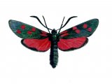 Illustration of Burnet Moth (Six-spot) Zygaena filipendulae (#0544)