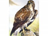 Illustration of Buzzard (Buteo buteo) (#0540)