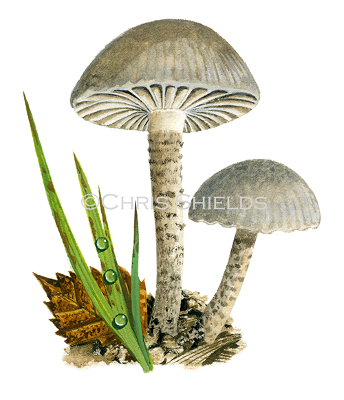 Illustration of Camarophyllopsis atropuncta (Dotted Fanvault) (#3829)