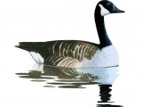 Illustration of Canada goose (Branta canadensis) (#3790)