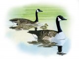 Illustration of Canada goose (Branta canadensis) (#3231)
