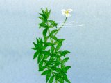 Illustration of Canadian Pondweed (Elodea canadenis) (#2131)