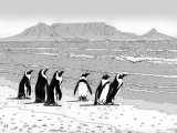 Illustration of Penguins (Jackass) Spheniscus demersus (#0450)