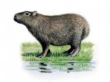 Illustration of Capybara (Hydrochoerus hydrochaeris) (#0485)