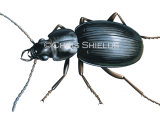 Illustration of Carabid Beetle (Trechisibus antarcticus) (#4668)
