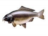 Illustration of Carp - Leather (Cyprinus carpio) (#2700)