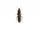 Illustration of Carrion Beetle (Aleobara curtula) (#2951)