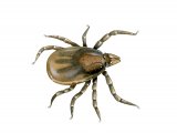 Illustration of Castor Bean Tick (Ixodes ricinus) nymph (#4134)
