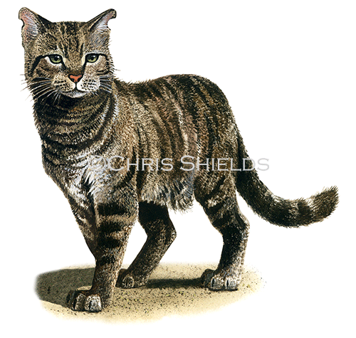 Illustration of Cat (Feral) Felis catus (#0672)