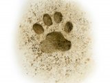 Illustration of Cat (Domestic) footprints (Felis catus) (#4176)