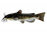 Illustration of Catfish (North American Bullhead) Ictalurus nebulosu3 (#2704)