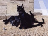 Illustration of Cat (Domestic) Felis catus (#0232)