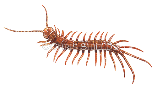 Illustration of Centipede (Lithobius forficatus) (#1152)