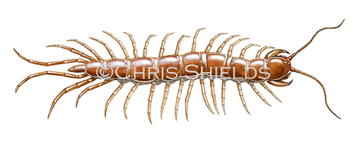 Illustration of Centipede (Lithobius forficatus) (#2663)