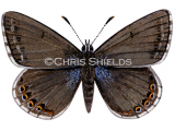 Illustration of Chalk-hill Blue female (Polyommatus coridon) (#1372)