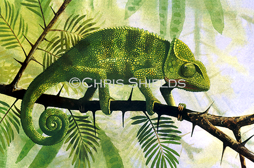 Illustration of Chameleon (Chamaeleo chamaeleon) (#1439)